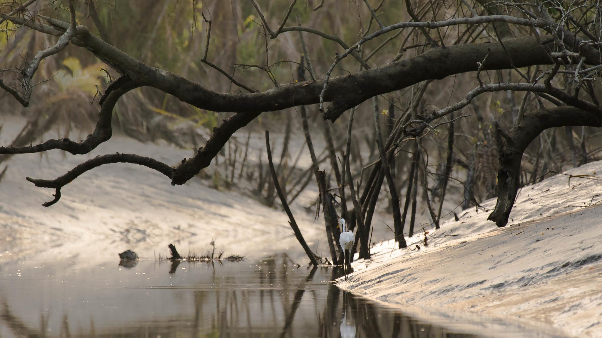 Sundarban at dusk